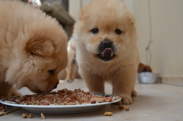 松狮犬，小狗，睡眠，狗，宠物，动物，犬