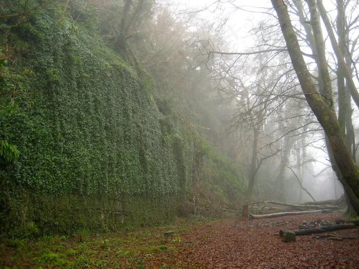 景观，雾，有雾，森林，树木，森林，天空，悬崖