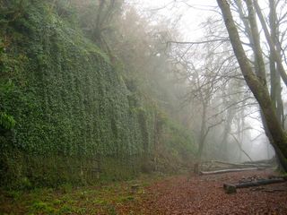 景观，雾，有雾，森林，树木，森林，天空，悬崖