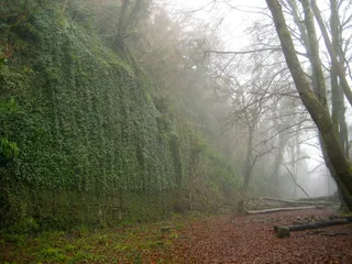 景观，雾，有雾，森林，树木，森林，天空，悬崖