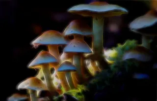 蘑菇,玩具,冬菇,蜜环菌,炫蓝蘑菇,幻想曲/幻想