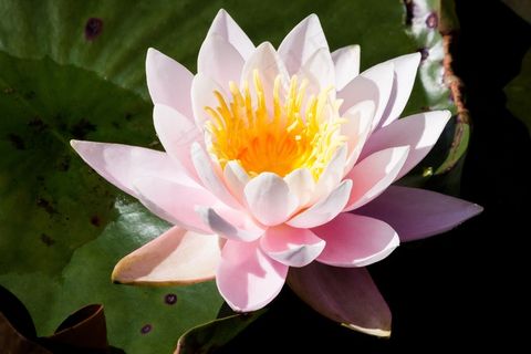 睡莲，睡莲，玫瑰湖，水生植物