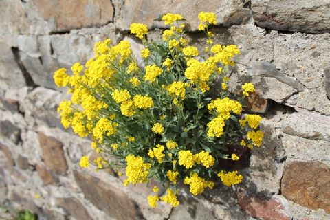 壁花，墙，花，墙植物，开花，盛开