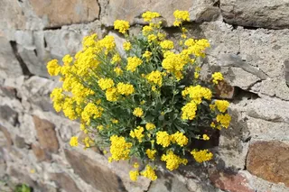 壁花，墙，花，墙植物，开花，盛开