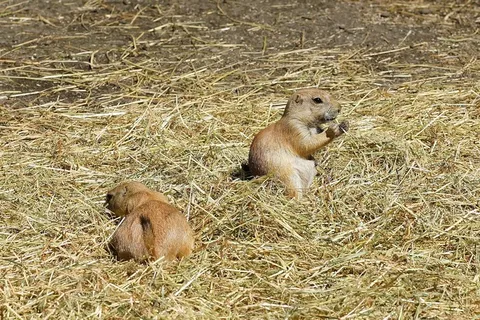 草原土拨鼠，地鼠，新月形面包，啮齿动物，Cynomys