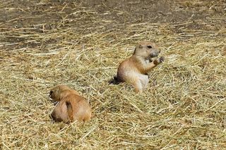 草原土拨鼠，地鼠，新月形面包，啮齿动物，Cynomys