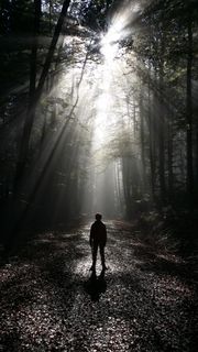 森林,雾,男孩,森林路径 森林,雾,男孩,森林路径