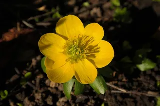 冬季，花，开花，黄色