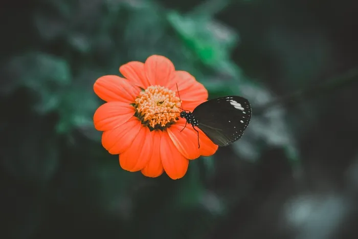 花，蝴蝶，自然