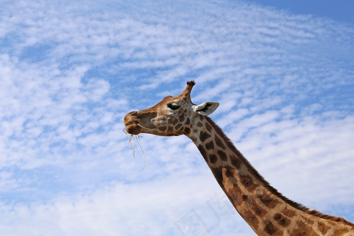 长颈鹿，动物园，动物，头