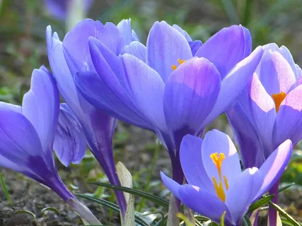 番红花,开花,花,春天,紫色 番红花,开花,花,春天,紫色