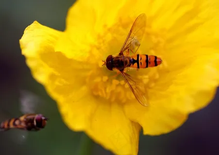 蚜，开花，宏，花园，鲜花，植物