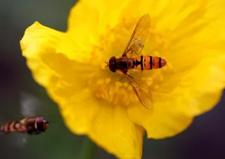 蚜，开花，宏，花园，鲜花，植物