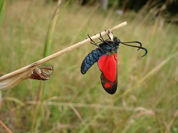 蝴蝶，Sumpfhornklee Infausta，草地，性质