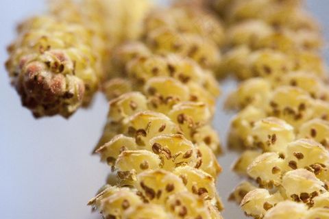 春天，Frühlingsanfang，花序，榛树