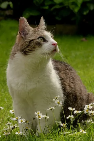 猫，宠物，注意，花园，黛西