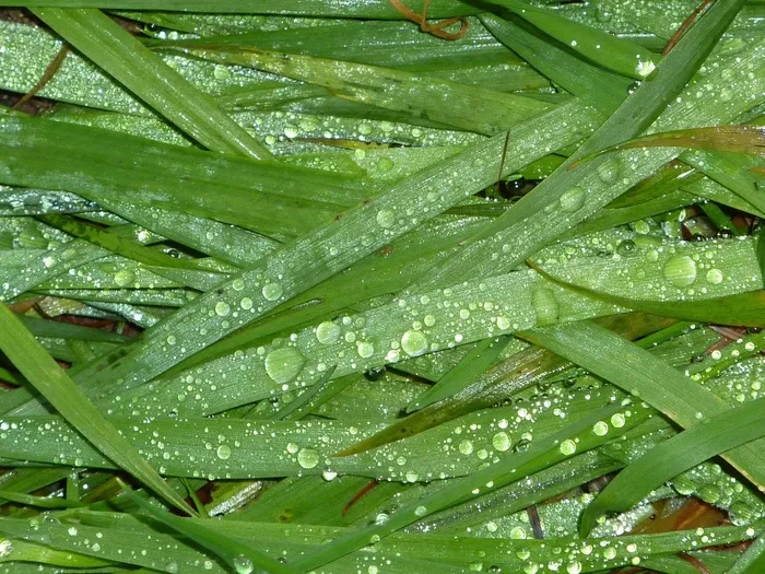 草，关闭，草叶，心情，一滴水