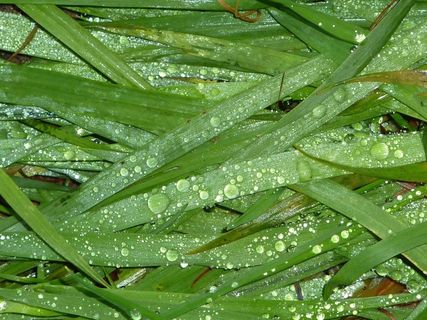 草，关闭，草叶，心情，一滴水