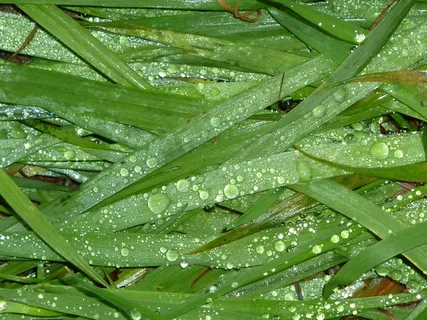 草，关闭，草叶，心情，一滴水