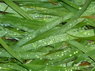 草，关闭，草叶，心情，一滴水