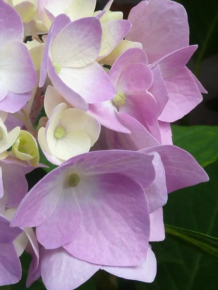 紫色的花，绣球花，性质，盛开，花瓣