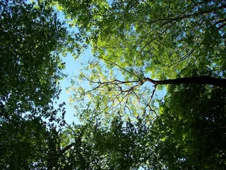 树木，俄斯特拉发，绿色，森林，天空，性质，叶子