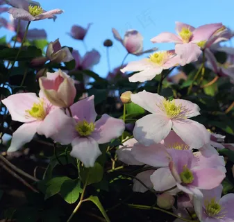 铁线莲,登山者,花园,饰品,盛开,鲜花 铁线莲,登山者,花园,饰品,盛开,鲜花