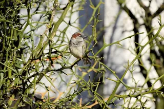 树，小小，人见人爱，鸟飞，飞，翅膀，羽毛，野生动物