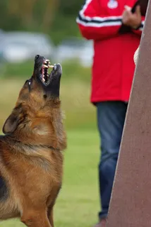 德国牧羊犬,狗,愤怒,守护,竞争 德国牧羊犬,狗,愤怒,守护,竞争