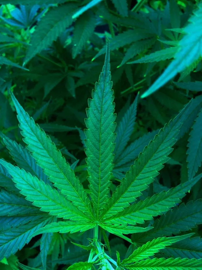 大麻，大麻，工厂，毒品，自然