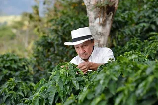 植物,女孩,美女,青花椒,花椒树,纳里尼奥咖啡16