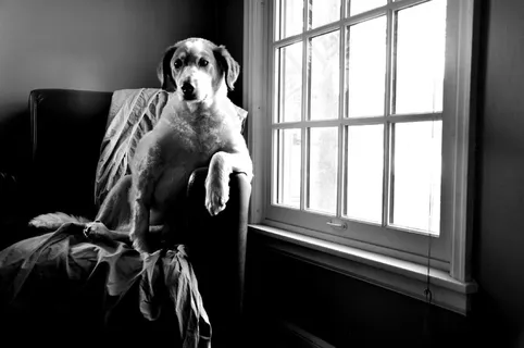 狗，坐，等待，宠物，犬，家养，哺乳动物