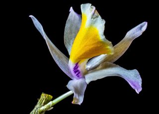 兰花，野生兰花，开花，花