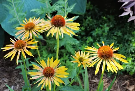 收获月亮Coneflower,花的,花园,鲜花 收获月亮Coneflower,花的,花园,鲜花