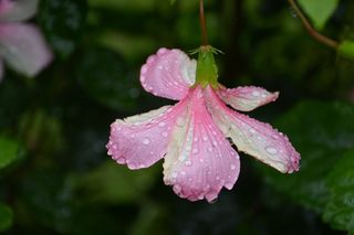 粉红色的花，一滴水，露珠，雨滴，关闭