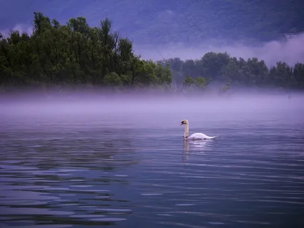 天鹅，湖泊风景，Lago Maggiore，早上，雾，银行，湖畔