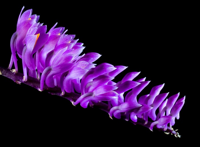 野生兰花，兰花，开花，花，紫色