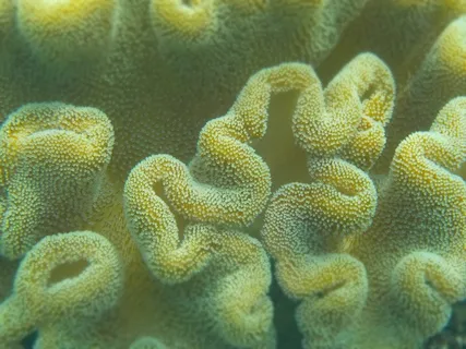 水下,珊瑚,水下世界,海洋,潜水 水下,珊瑚,水下世界,海洋,潜水
