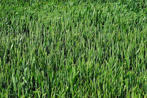 原野，麦田，农业，谷类，小麦，粮食