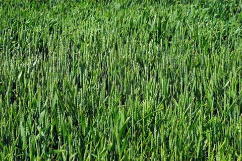 原野，麦田，农业，谷类，小麦，粮食