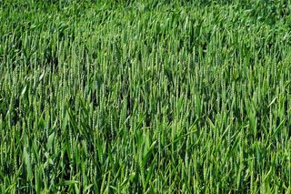 原野，麦田，农业，谷类，小麦，粮食