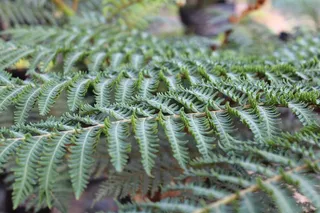 蕨类，叶子，绿色，植物，自然，夏天