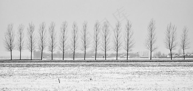 树，大道，在农村地区