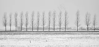 树，大道，在农村地区