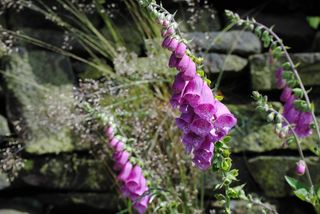 毛地黄，花，植物，自然，夏天，紫色