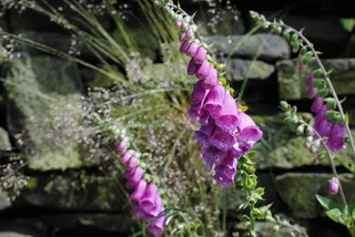 毛地黄，花，植物，自然，夏天，紫色