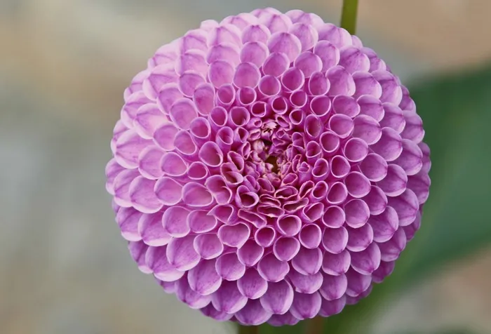 大丽花，紫色，大丽花花园，花卉园，开花