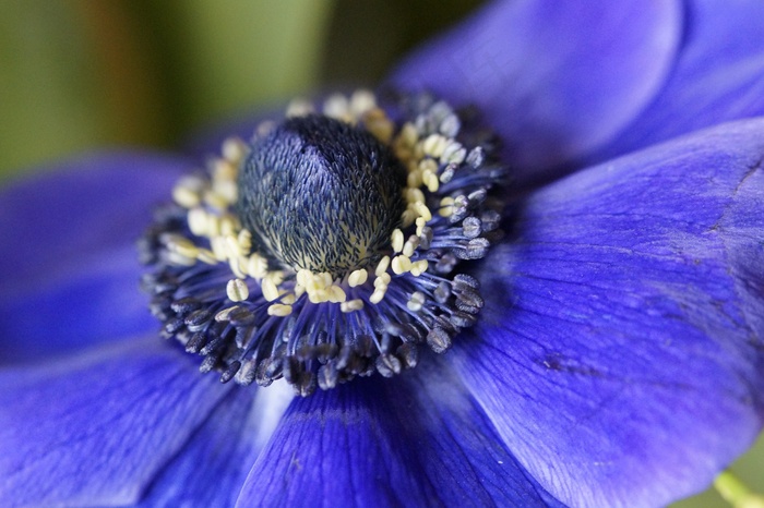 银莲花，皇冠海葵，蓝色，开花，盛开