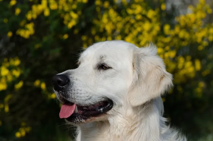 金毛猎犬头，地狱，注意，猎犬