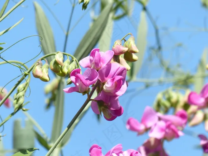 山thy豆花，开花，花，紫色